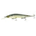 Ghost Bone Minnow