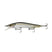 Ghost Threadfin Shad