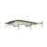 Ghost Threadfin Shad