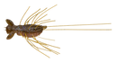 EVERGREEN FLUTTER GIZMO-4