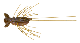 Buy amber-shrimp EVERGREEN FLUTTER GIZMO