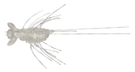 Buy magical-bait EVERGREEN FLUTTER GIZMO