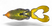 Yellow Belly