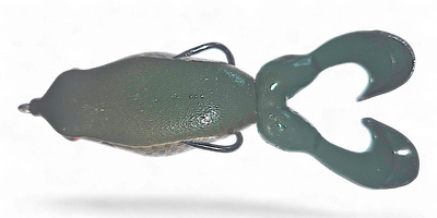 GAMBLER SWIMMING FROG