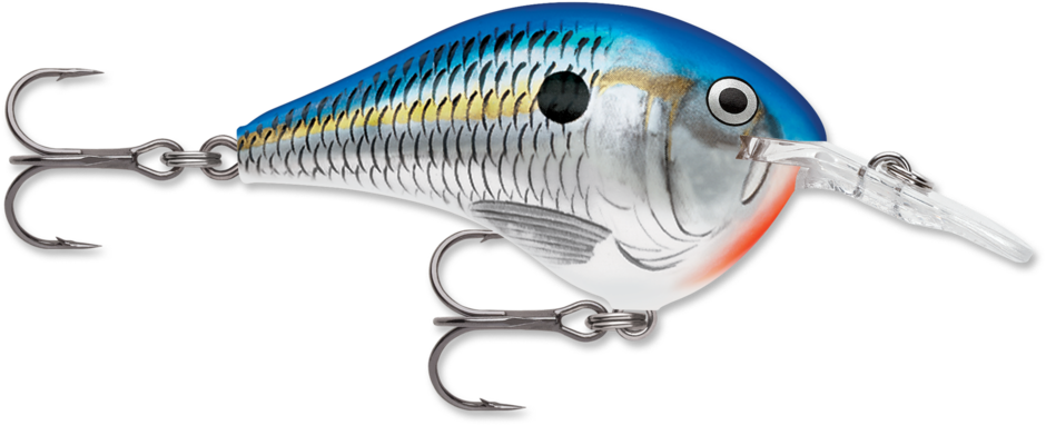 Buy blue-shad RAPALA DT SERIES CRANKBAITS / DT4 - DT6