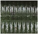 YAMAMOTO KUT TAIL WORM