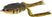 Chartreuse Perch