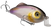 Clearwater Minnow