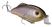 Sweet Shad