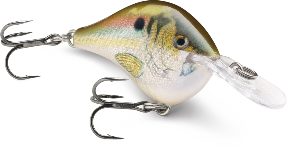 Buy live-river-shad RAPALA DT SERIES CRANKBAITS / DT4 - DT6