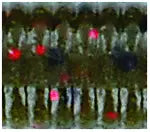 Buy 369-green-pumpkin-red YAMAMOTO 5&quot; THIN SENKO