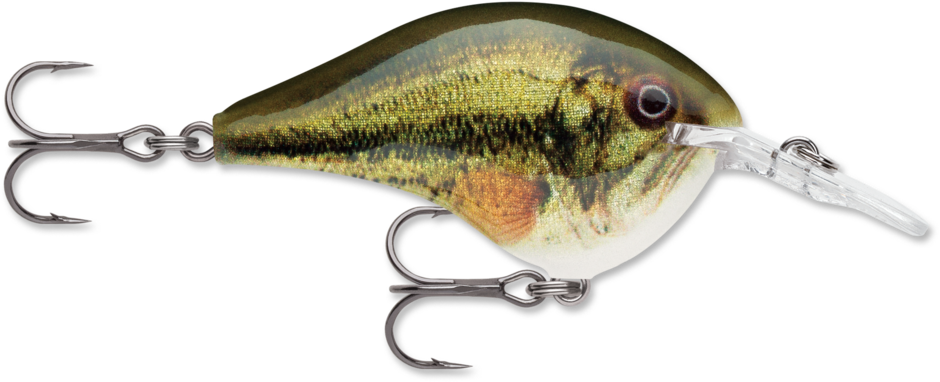 Buy live-largemouth-bass RAPALA DT SERIES CRANKBAITS / DT4 - DT6