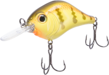 Buy school-bus BILL LEWIS MID-RANGE MR12