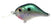 Green Gizzard Shad