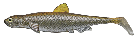 EVERGREEN LAST ACE 140