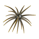 BERKLEY POWERBAIT MAXSCENT 'MOEBA-4