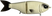 Bone