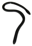 GAMBLER ER-16 WORM-2