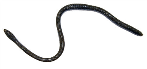 GAMBLER ER-16 WORM