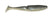 Tennessee Shad