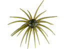 HAGS "BIG TEX" PRICKLY PEAR 25MM-6
