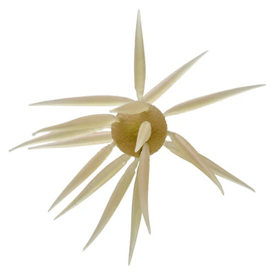 Buy 267-clear-wakasagi HIDEUP COIKE FISH