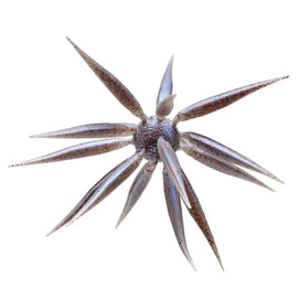 Buy 116-shinikake-gill HIDEUP COIKE FISH