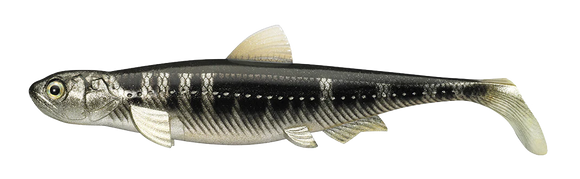 EVERGREEN LAST ACE 140