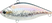 MS American Shad
