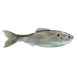 Buy live-threadfin-shad 6TH SENSE PLUMP PANORAMA 5.0