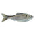 Live Threadfin Shad