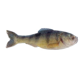 Buy live-yellow-perch-new 6TH SENSE PANORAMA