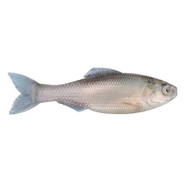 Buy live-minnow 6TH SENSE PLUMP PANORAMA 5.0