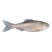 Live Minnow
