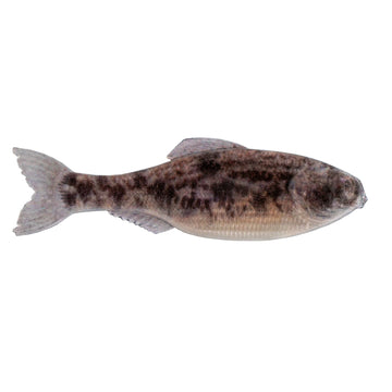 Buy live-goby 6TH SENSE PANORAMA