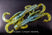 Magic Craw Swirl