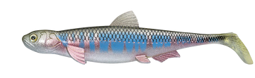 Buy oikawa EVERGREEN LAST ACE 140