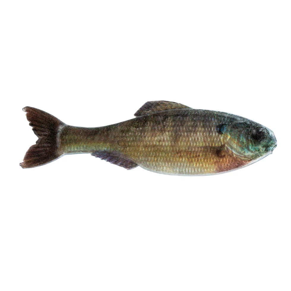 Buy live-bluegill-new 6TH SENSE PANORAMA