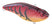 Western Craw
