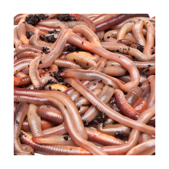 Live Bait