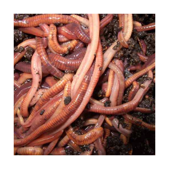 Live Bait