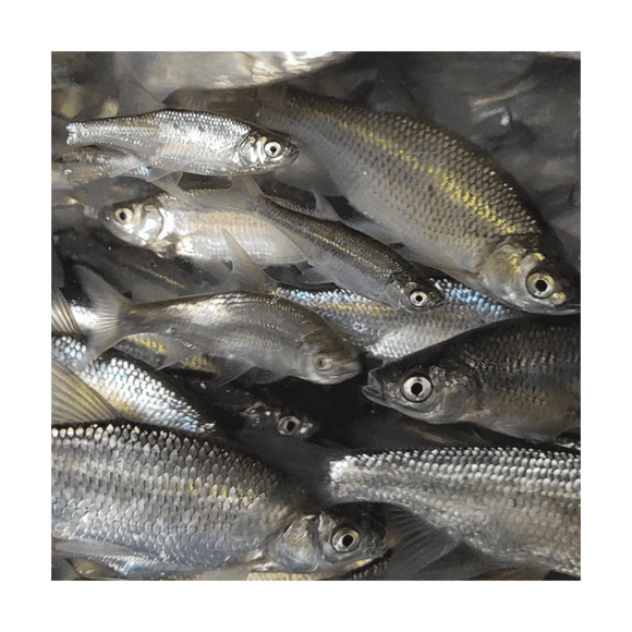 Live Bait