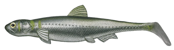 EVERGREEN LAST ACE 140