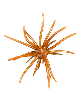 HAG'S PRICKLY PEAR - 0