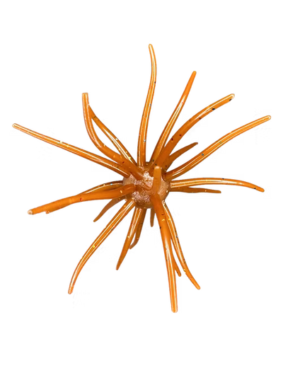 HAG'S PRICKLY PEAR - 0