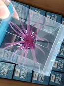 HAG'S PRICKLY PEAR-10