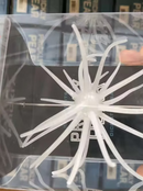 HAG'S PRICKLY PEAR-8