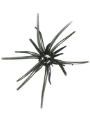 HAG'S PRICKLY PEAR-3