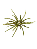 HAG'S PRICKLY PEAR-6