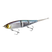 Gizzard Shad